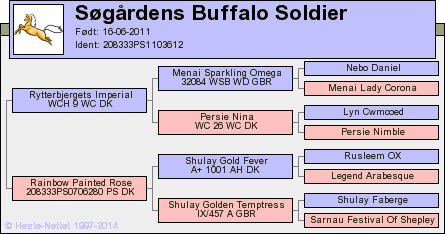 Hingst: Søgårdens Buffalo Soldier (208333PS1103612) - Årets hingst og vinder - kat. 2 - Heste-Nettet.dk